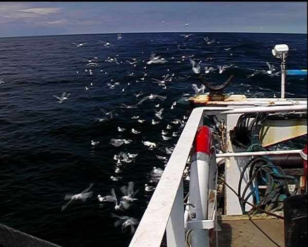 Picture for event Catch-a-Fishie