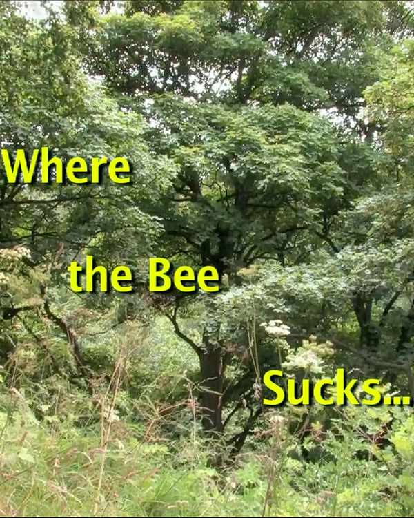 Picture for event Where the Bee Sucks by Adrin Neatrour